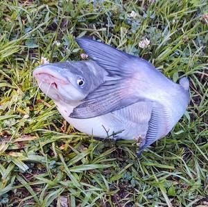 Meet your Posher, Judy